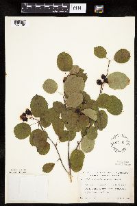 Amelanchier sanguinea image