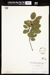 Amelanchier sanguinea image