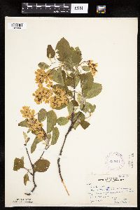 Amelanchier sanguinea image