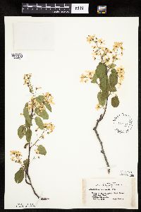 Amelanchier sanguinea image