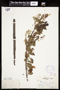 Amelanchier sanguinea image