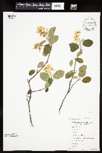 Amelanchier sanguinea image