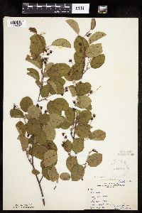 Amelanchier sanguinea image