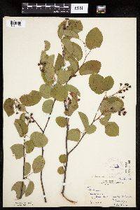 Amelanchier sanguinea image