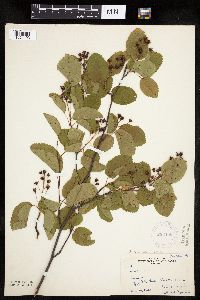 Amelanchier sanguinea image
