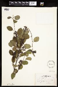 Amelanchier sanguinea image