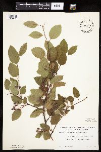 Amelanchier sanguinea image
