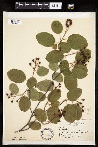 Amelanchier sanguinea image