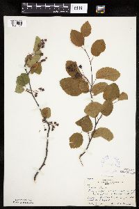 Amelanchier sanguinea image