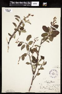 Amelanchier sanguinea image