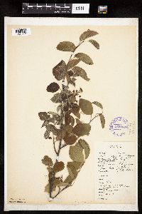 Image of Amelanchier sanguinea
