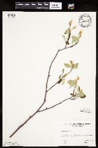 Amelanchier sanguinea image