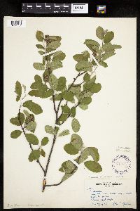 Amelanchier sanguinea image