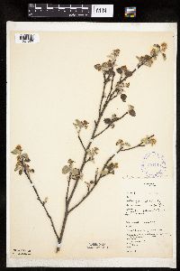 Amelanchier sanguinea image
