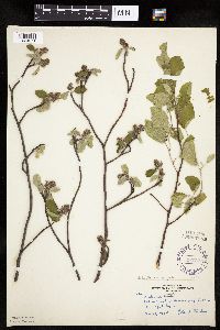 Amelanchier sanguinea image