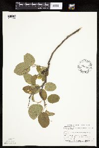 Amelanchier sanguinea image