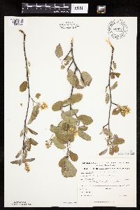 Amelanchier sanguinea image