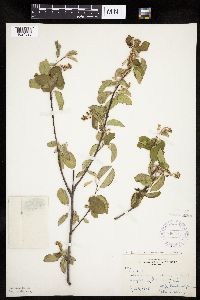Amelanchier sanguinea image