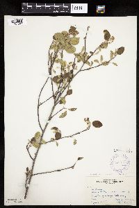Amelanchier sanguinea image