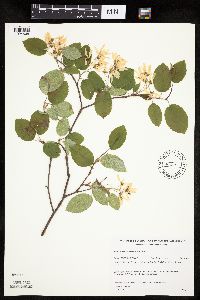 Amelanchier sanguinea image