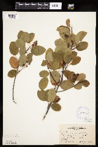 Amelanchier sanguinea image