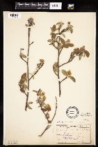 Amelanchier sanguinea image