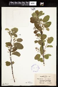 Amelanchier sanguinea image