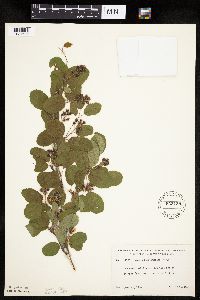 Amelanchier sanguinea image