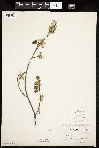 Amelanchier sanguinea image