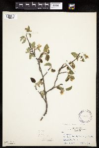Amelanchier sanguinea image