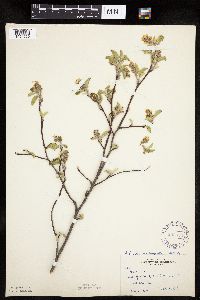 Amelanchier sanguinea image