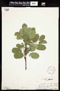 Amelanchier sanguinea image