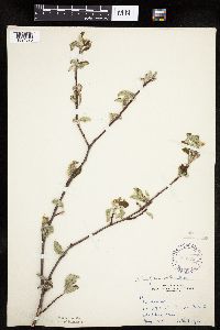 Amelanchier sanguinea image