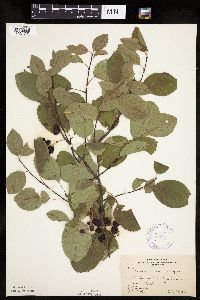 Amelanchier sanguinea image
