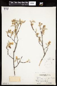 Amelanchier sanguinea image