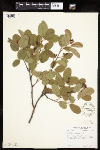 Amelanchier sanguinea image