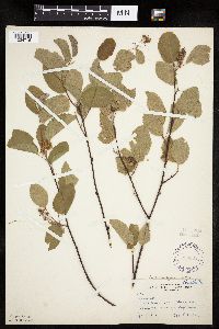 Amelanchier sanguinea image