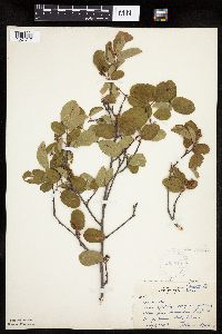 Amelanchier sanguinea image