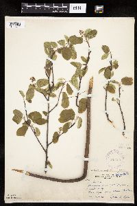 Amelanchier sanguinea image