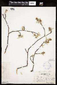 Amelanchier sanguinea image