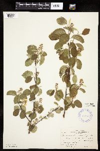 Amelanchier sanguinea image