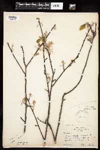 Amelanchier sanguinea image