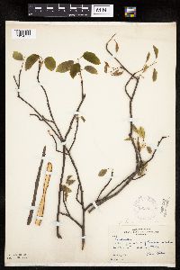 Amelanchier sanguinea image