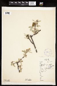 Amelanchier sanguinea image