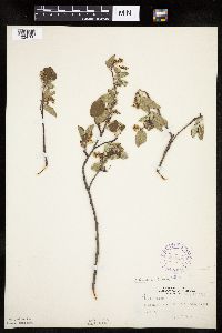 Amelanchier sanguinea image