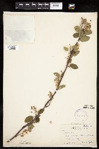 Amelanchier sanguinea image