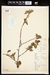 Amelanchier sanguinea image