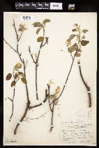 Amelanchier sanguinea image