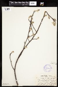 Amelanchier sanguinea image