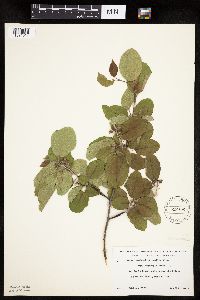 Amelanchier sanguinea image